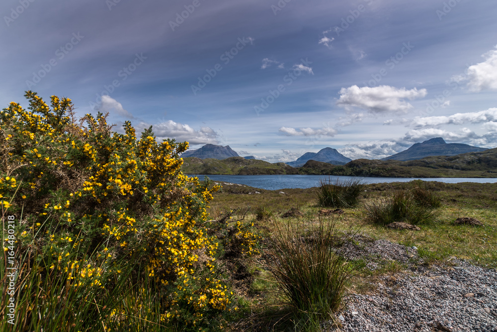 Assynt Peninsula, Scotland - June 7, 2012: Yellow flowering broom with mountains behind Loch Buine Moire under flowing sky with white clouds. Green vegetation.