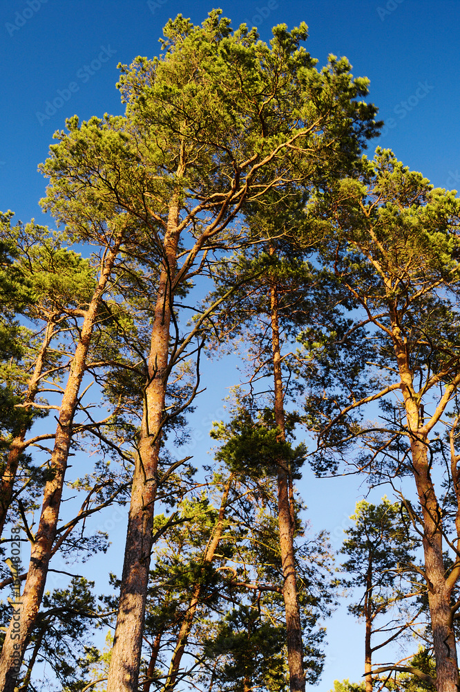 Obraz premium Crowns of Scots or Scotch pine Pinus sylvestris trees against blue sky. Group of tall pine trees growing in evergreen coniferous wood. Pomerania, Baltic coast, Poland.