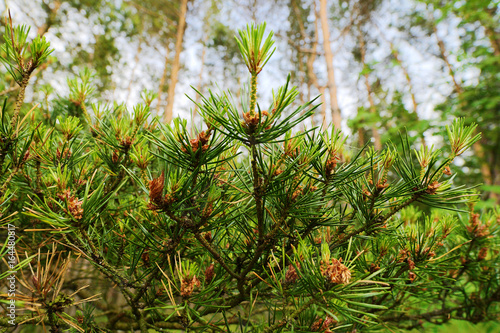 New growth on Scots or Scotch pine Pinus sylvestris tree branches. Young evergreen coniferous plant with male pollen flowers growing in the forest. Selective focus. Pomerania, Baltic coast, Poland.