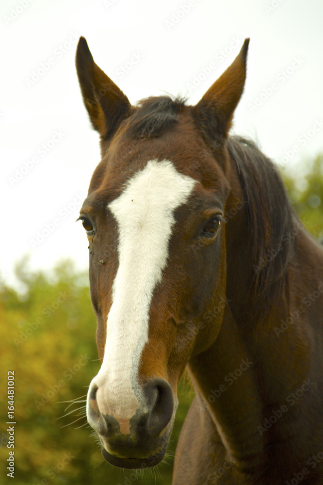 Obraz premium Cheval