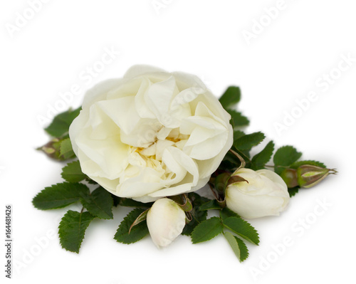 White roses isolated on white