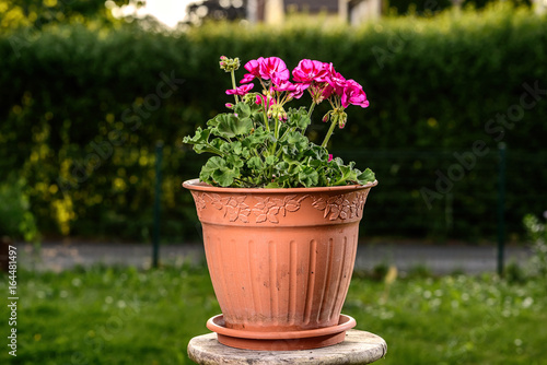 pink garden geranium flowers in pot
