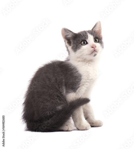 Beautiful small gray kitten isolated on white background