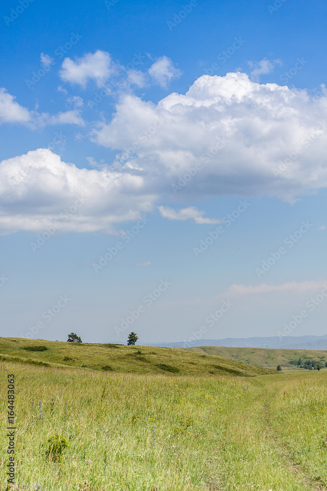 Yellow-green hill and sky with clouds. Wild grasses. Yellow-green hill and sky with clouds. Wild grasses.