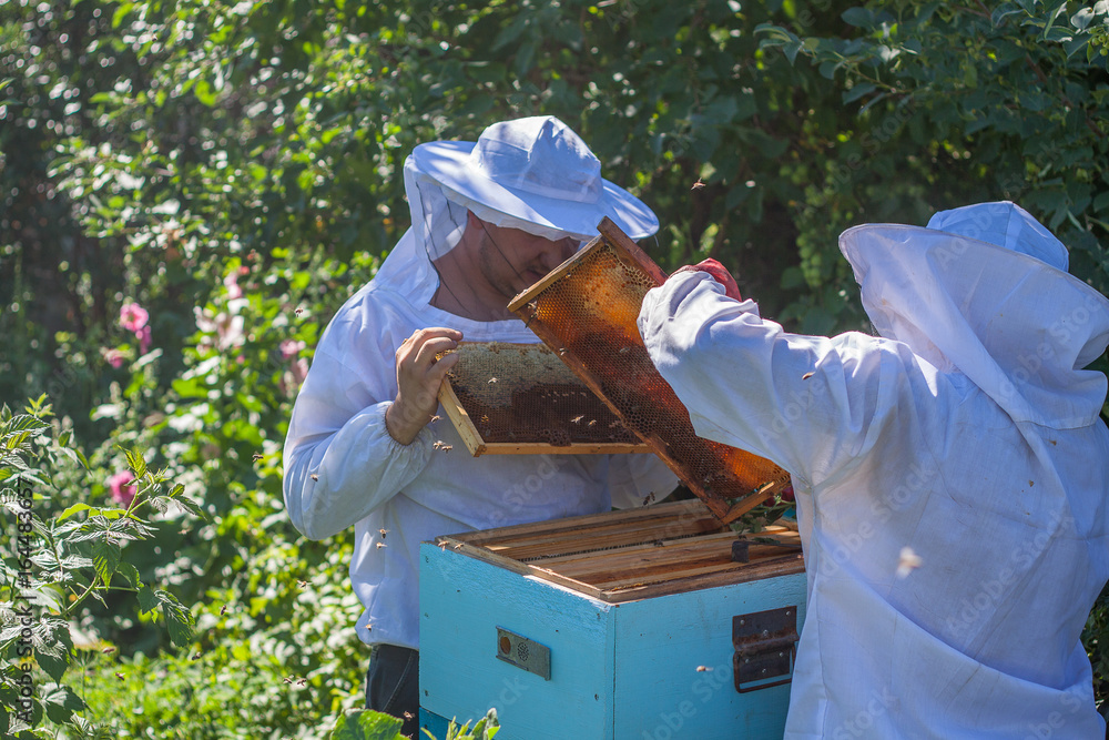 Two beekeepers work in the apiary Two beekeepers work in the apiary
