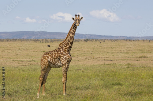 Giraffe © paulfell