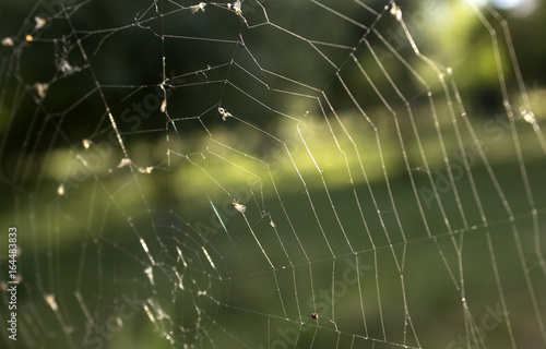 Old web in the forest, summer morning
