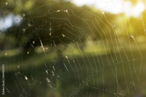 Web in the early morning in the sun