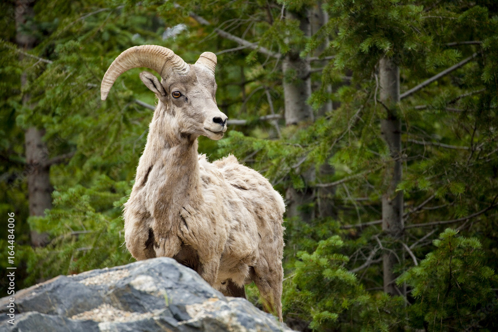 A magnificent male big horn sheep standing in wooded area in Colorado looking right A magnificent male big horn sheep standing in wooded area in Colorado looking right