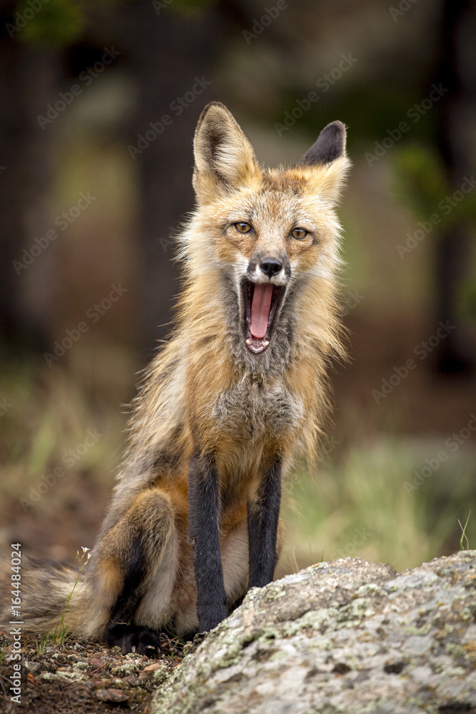 Sweet young red fox in mid yawn looking at viewer in forested background in Colorado