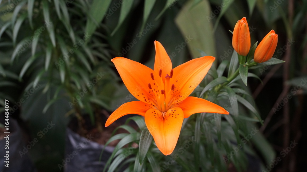 Fototapeta premium Portrait mode flower photography