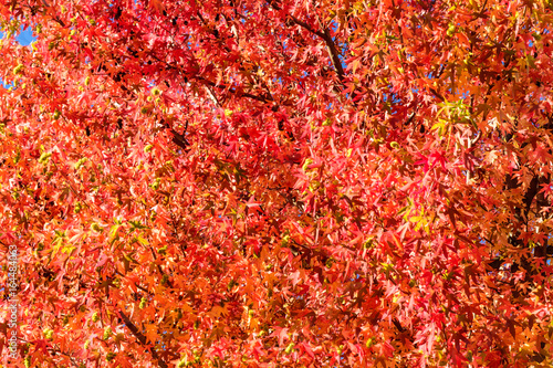 Red autumn leaves photo