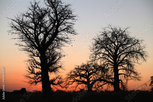 Afryka - piękne wielkie baobaby o zachodzie słońca