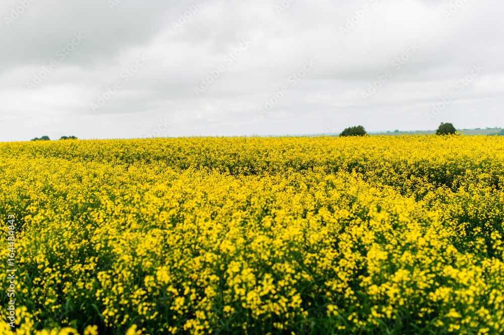 A huge yellow rape field. Agriculture