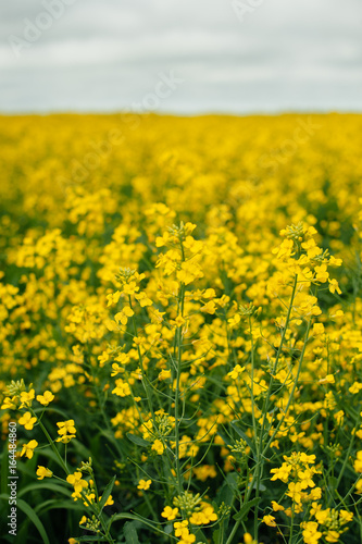A huge yellow rape field. Agriculture © Денис Кипкаев