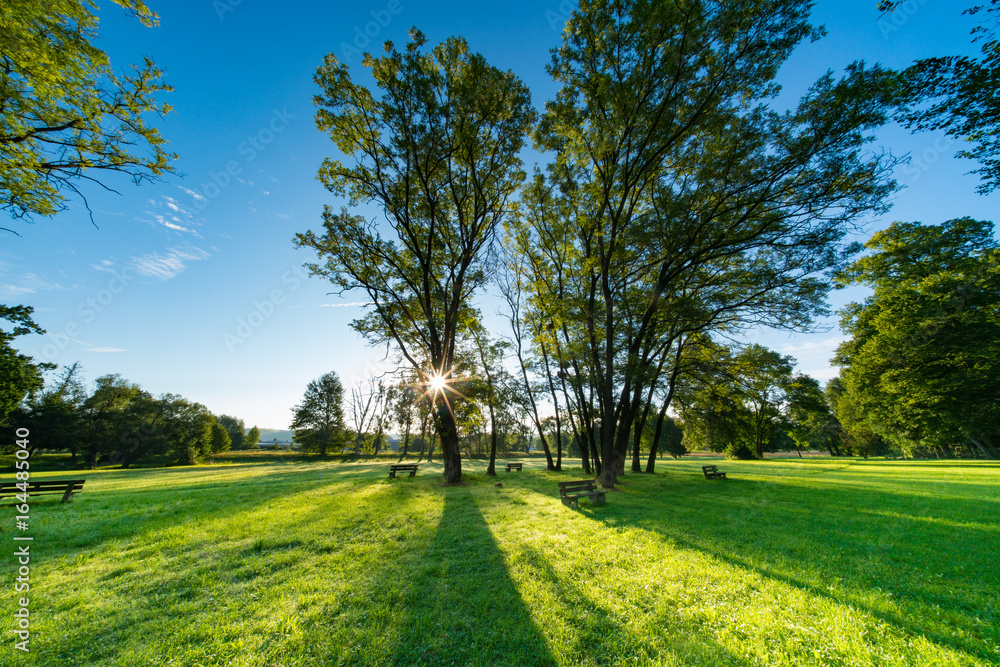 Obraz premium Sunlight through the trunks of trees. Morning in the summer park