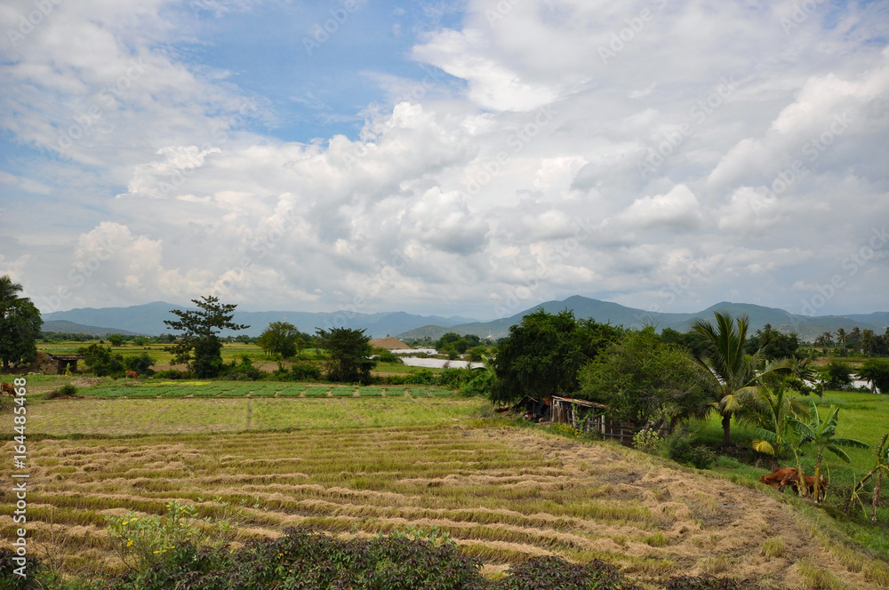 Countryside landscape with rice fields and cow herd next to mountains Countryside landscape with rice fields and cow herd next to mountains