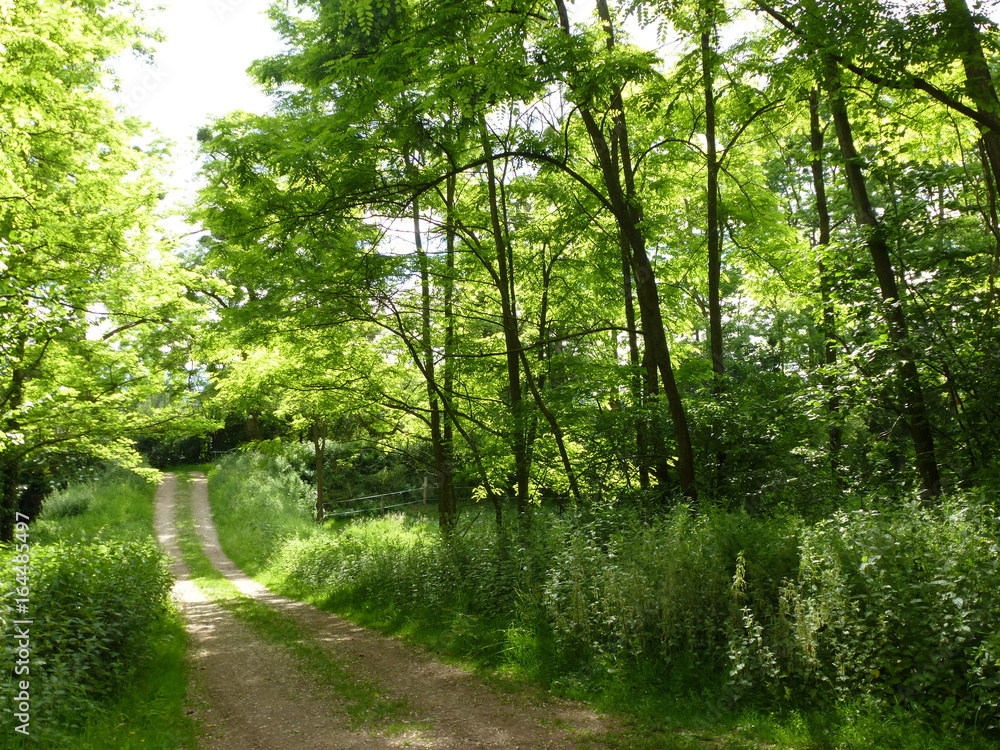 Obraz premium Wanderweg