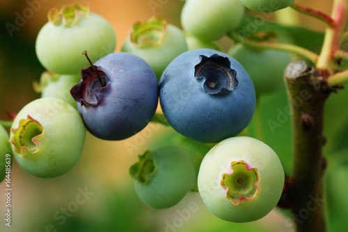 Blueberry, Vaccinium myrtillus photo