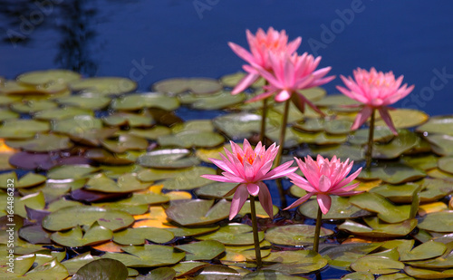 Принти на полотні Pink on the lily
