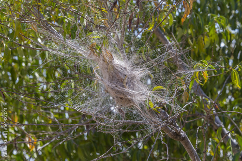 African social velvet spider