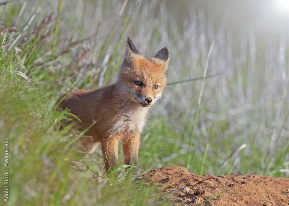 little fluffy Fox in the meadow little fluffy Fox in the meadow