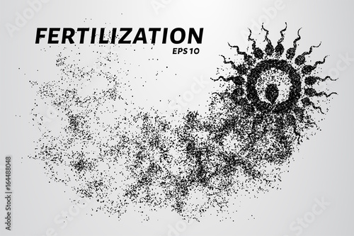 Fertilization of the particles. The sperm consists of circles and points. Vector illustration.