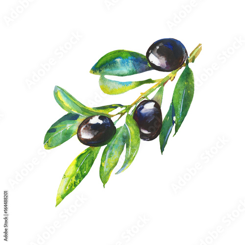 Watercolor black olive. Hand drawn isolated olives branch on white background. Painting realistic illustration