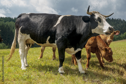 Cattle breed charolaise on the pasture
