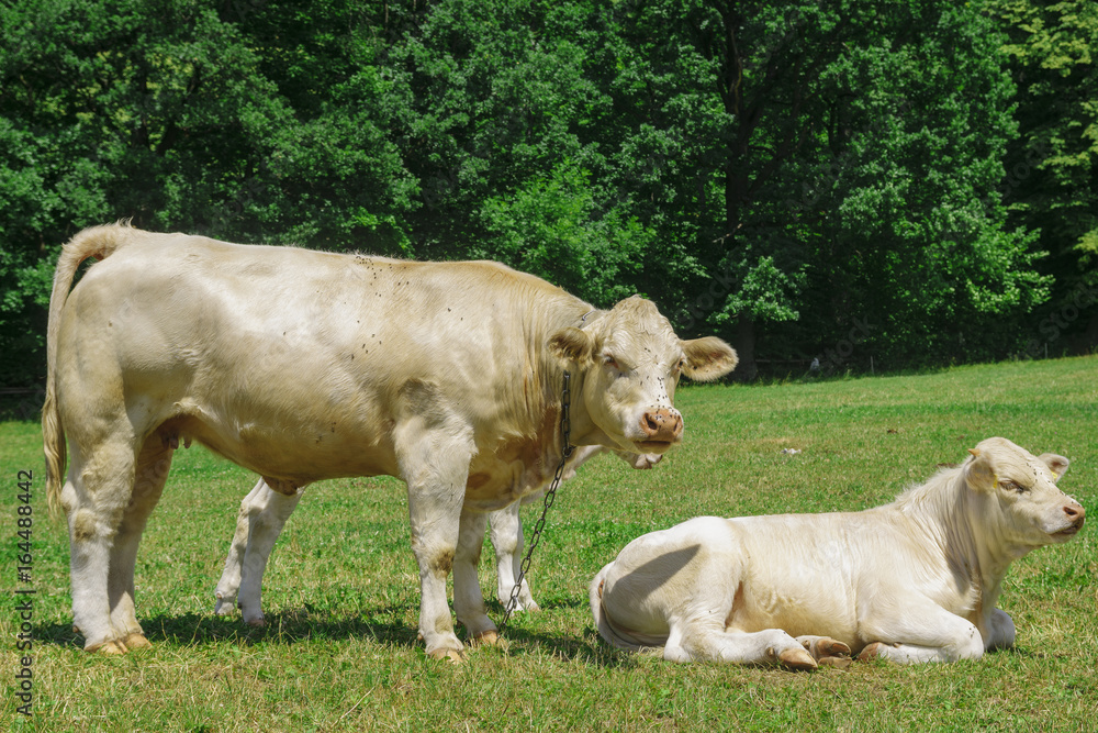 Cattle breed charolaise on the pasture Cattle breed charolaise on the pasture