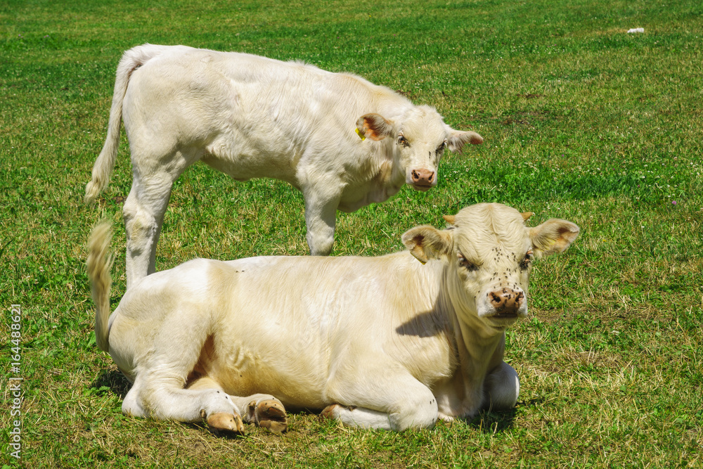 Cattle breed charolaise on the pasture Cattle breed charolaise on the pasture