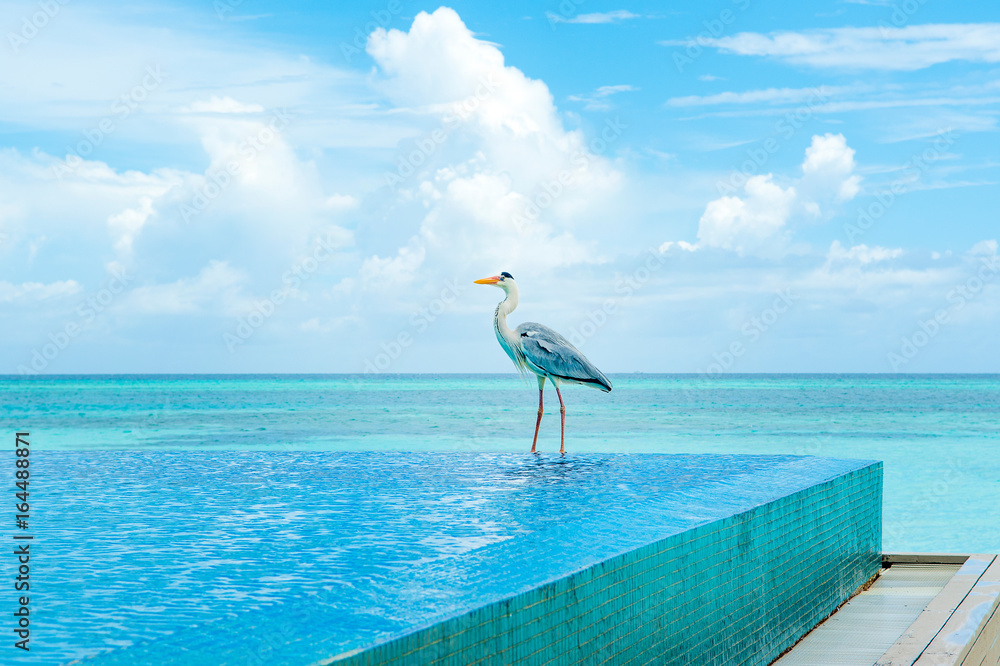 Fototapeta premium Tropical bird of the heron family sitting on the edge of the pool