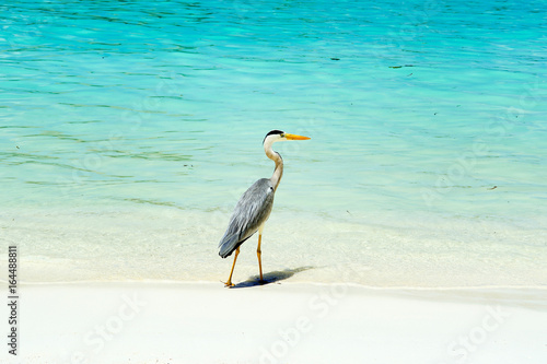 Tropical bird of the heron family sitting on the edge of the pool