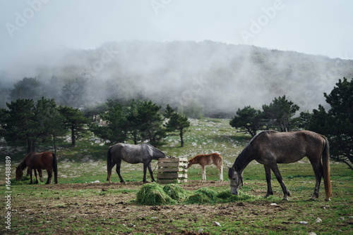 Horses graze in a meadow in the mountains and eat grass © SHOTPRIME STUDIO