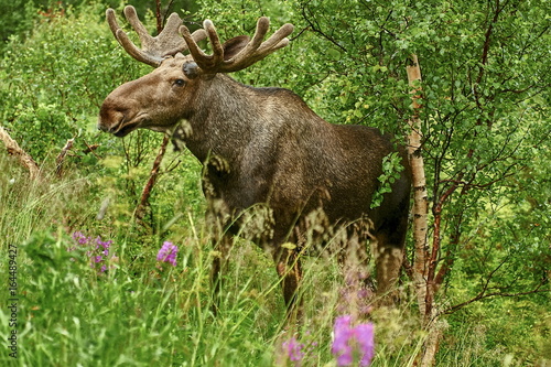 Wild moose standing in the rain, Norway around Lom