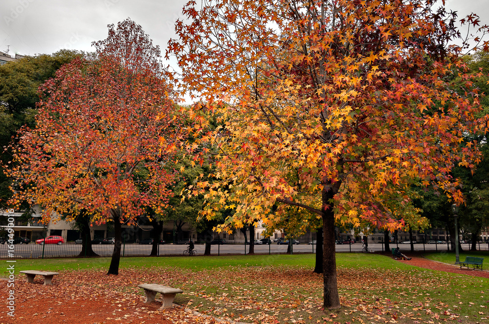 Autumn trees in Argentina