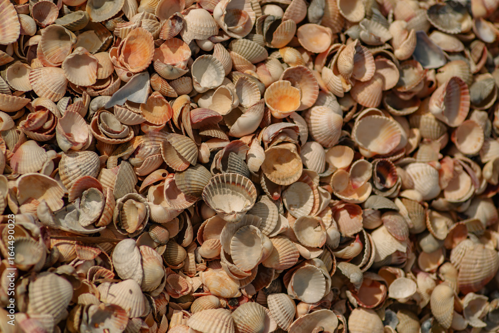 Seashells background Seashells background