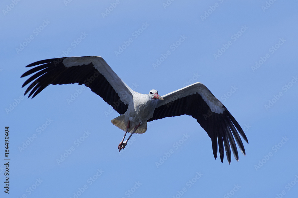 Obraz premium White stork (Ciconia ciconia)