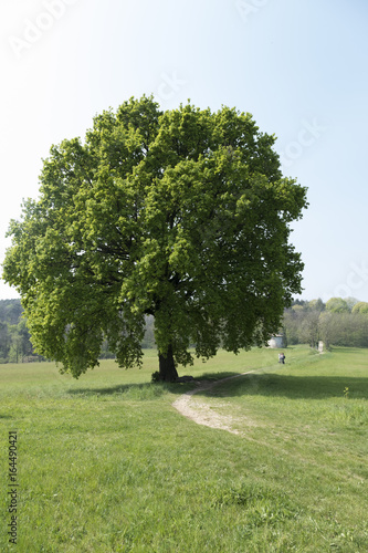 Fotografie Caminando por Varese