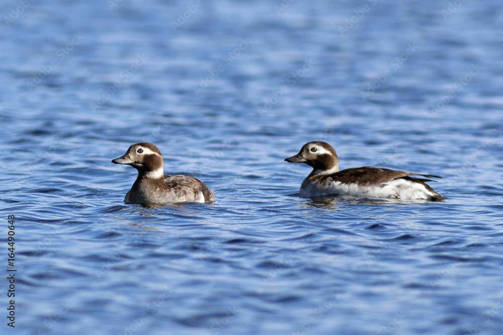 Clangula hyemalis. Long-tailed duck swimming on a summer day on the Yamal Peninsula Clangula hyemalis. Long-tailed duck swimming on a summer day on the Yamal Peninsula