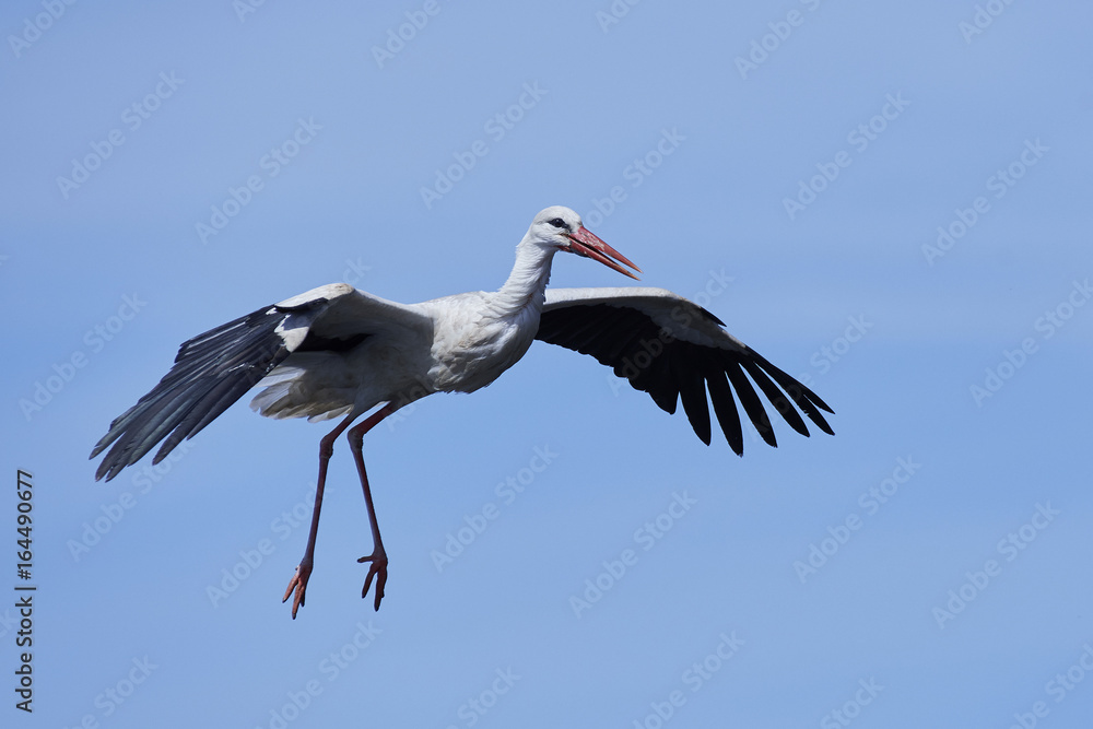 Fototapeta premium White stork (Ciconia ciconia)