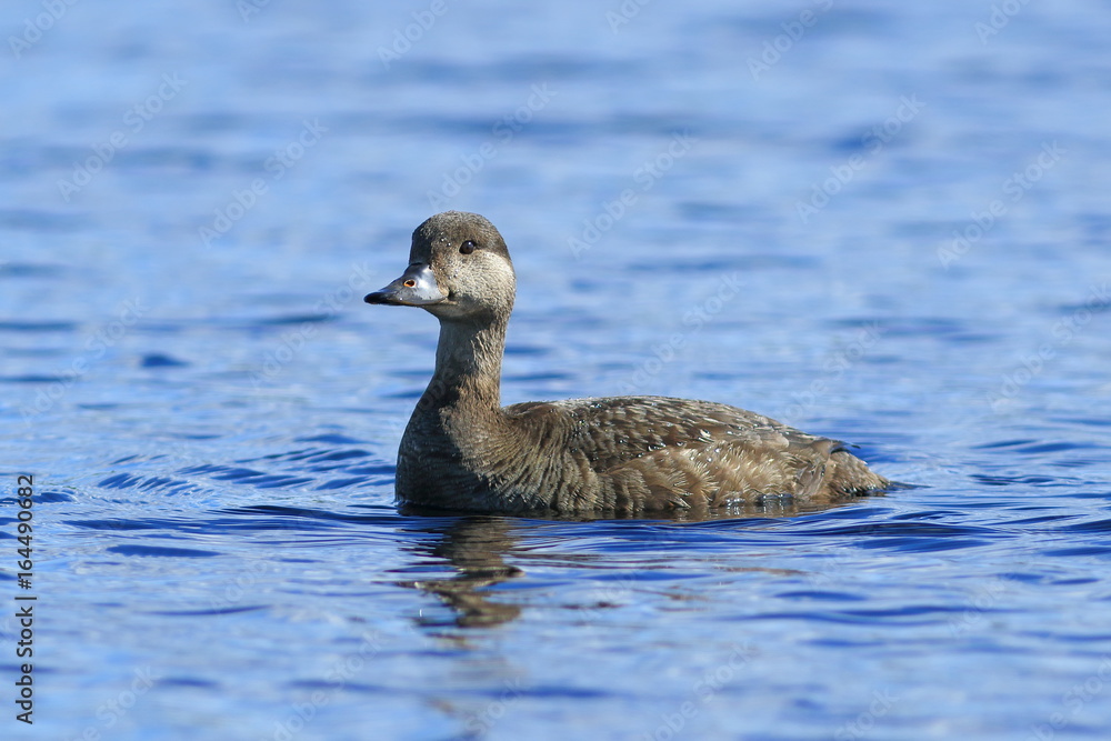 Melanitta nigra. The female duck swims on the lake in the Yamal tundra
