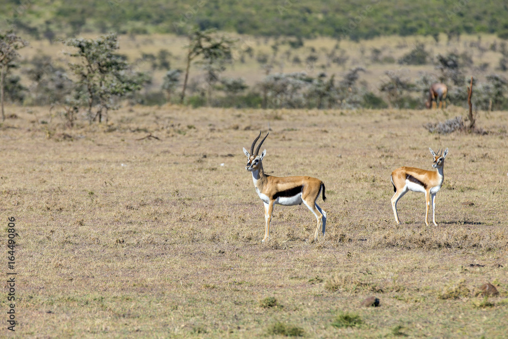 Fototapeta premium Thomson's Gazelle