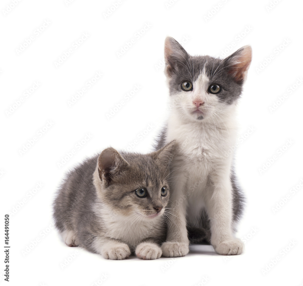 Two cute grey kittens isolated on white background