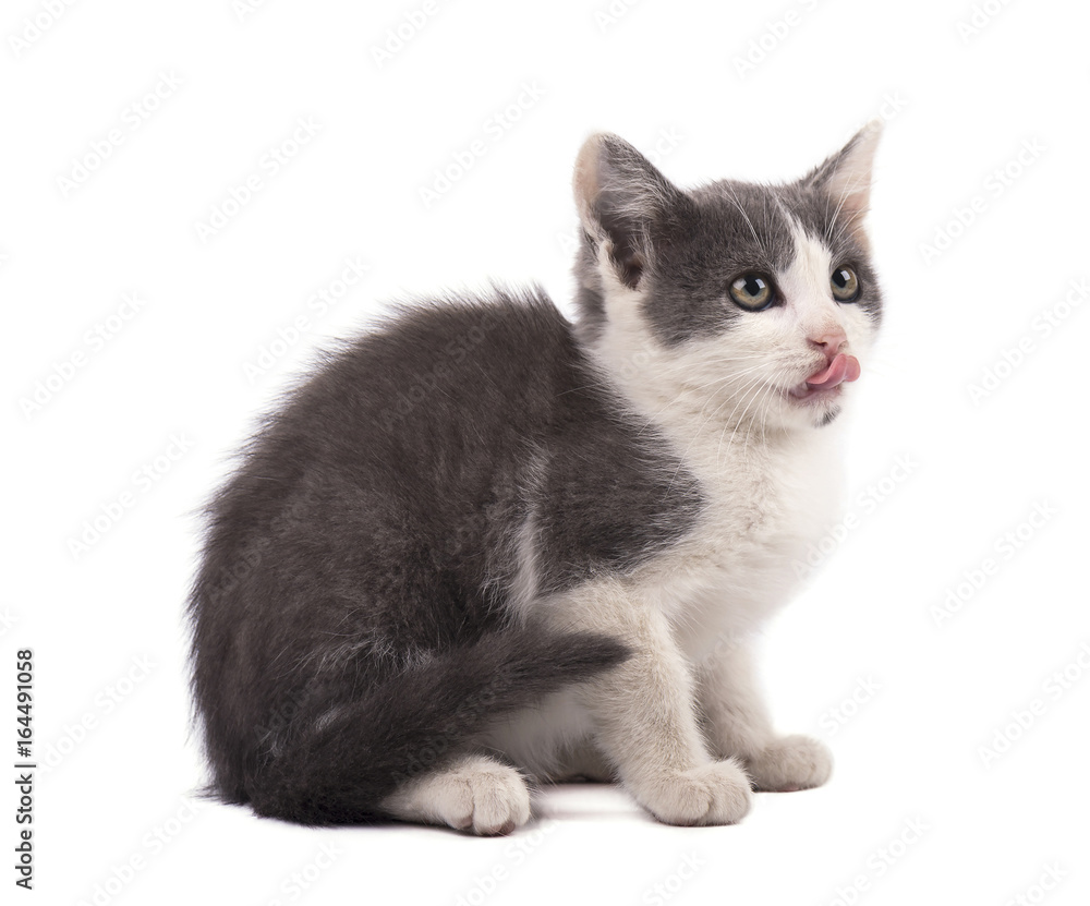 Obraz premium Beautiful small gray kitten isolated on white background