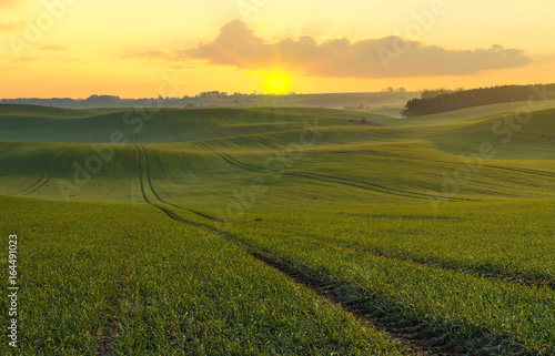 the sun rising over the fiefs of young green wheat