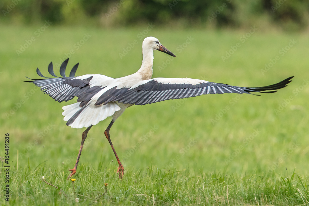 Obraz premium startender jungstorch