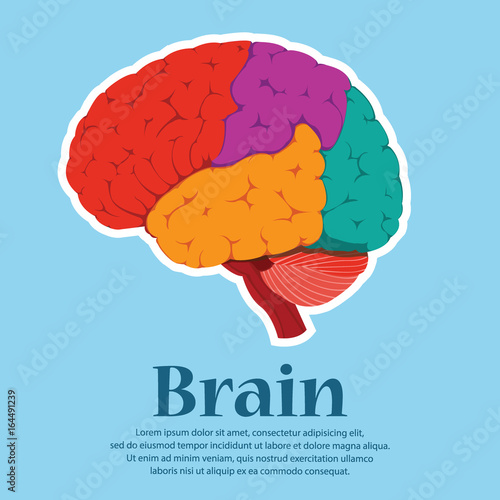 Brain colorful human for medical design. Vector, illustration photo