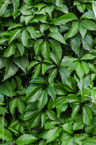 Wall of green ivy leaves