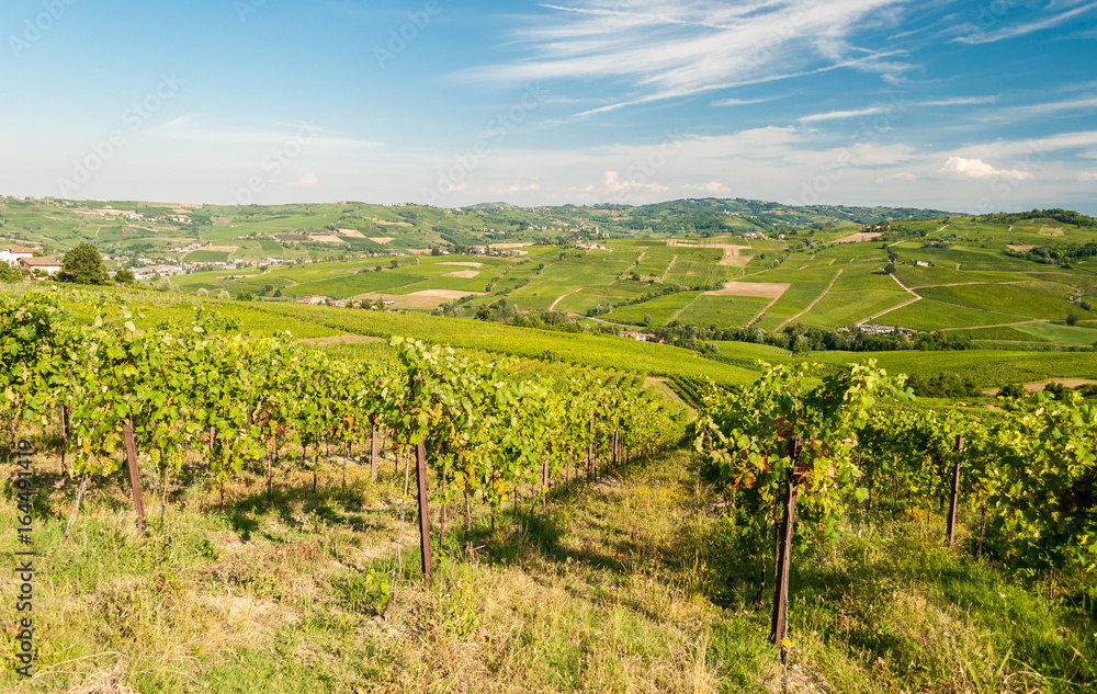 Vineyards in the hills of Oltrepo' Pavese, near Pavia